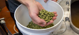 Illustration for article titled Drinking Experimental Hops in the Sixpoint Beer of the Future